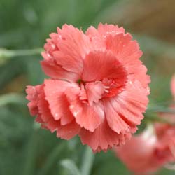 Dianthus plumarius Rosa